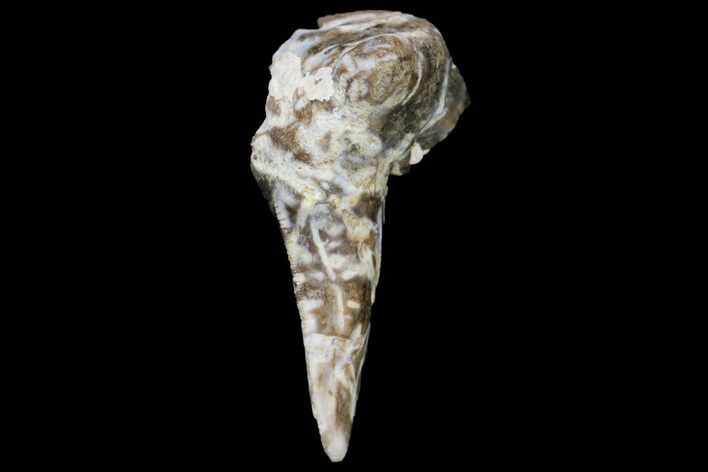 Fossil Shark (Xenacanthus) Tooth - Texas #136323